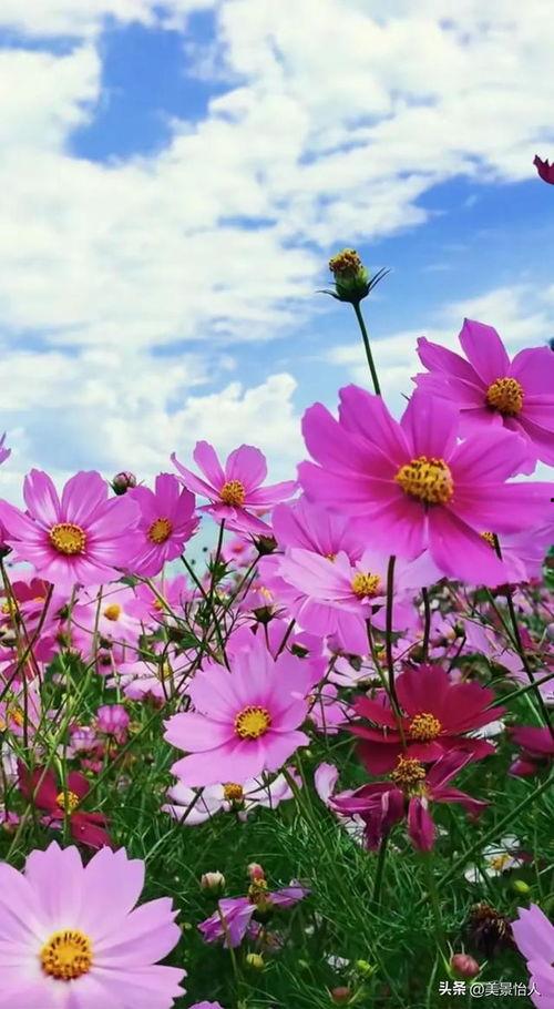 格桑花视频,绽放高原的温暖与希望