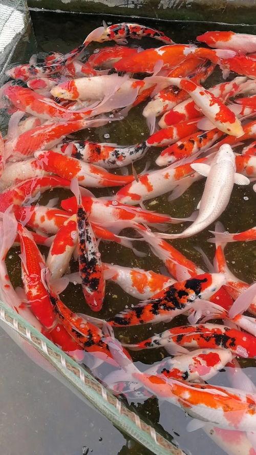 锦鲤鱼视频,视频中的锦鲤生活画卷