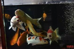锦鲤鱼视频,视频中的锦鲤生活画卷