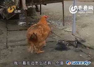 母鸡的视频,温馨搞笑的田园生活剪影