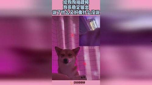 视频狗,捕捉生活瞬间，记录美好时光