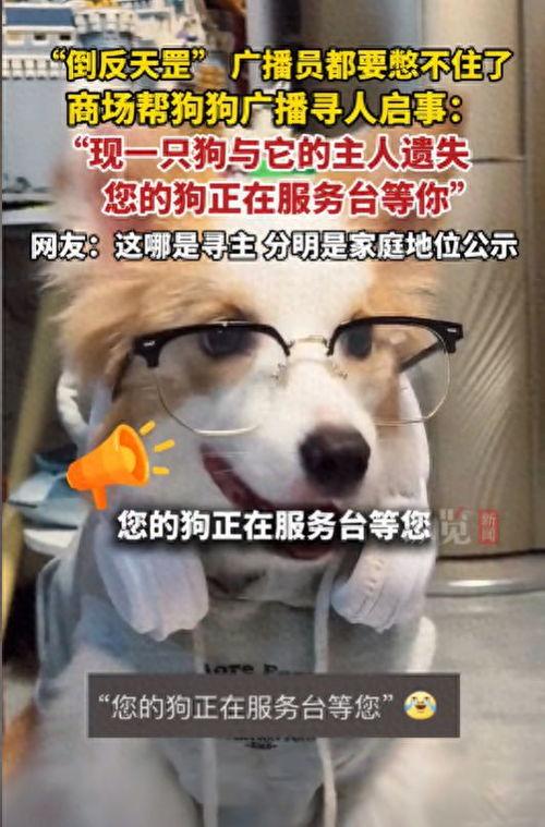 视频狗,捕捉生活瞬间，记录美好时光