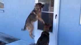 大狼狗视频,揭秘神秘犬种的真实面貌