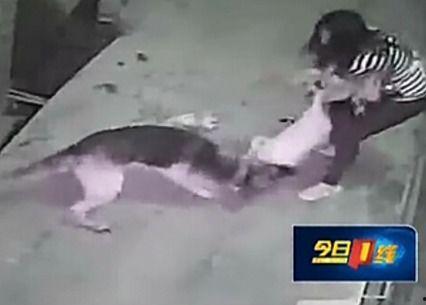 大狼狗视频,揭秘神秘犬种的真实面貌