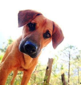 大狼狗视频,揭秘神秘犬种的真实面貌