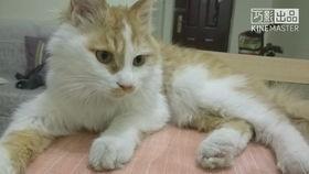 猫兔视频,趣味横生的萌宠日常