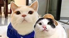 猫兔视频,趣味横生的萌宠日常