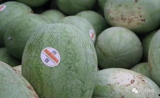 晋城市今日鲜瓜价格,今日鲜瓜价格一览，尽享夏日清新滋味”