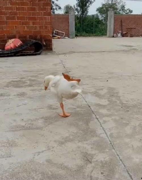 小鹅视频,揭秘短视频制作与传播的奥秘