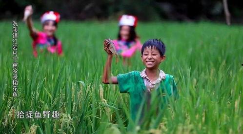 稻花鱼视频,探寻田园风光中的生态养殖奇迹
