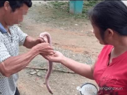 杀蛇视频,揭秘真实杀蛇瞬间