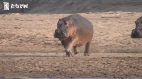 河马的视频,水中霸主的水上生活