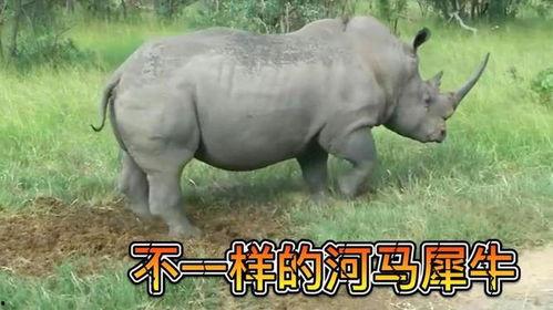 河马的视频,水中霸主的水上生活