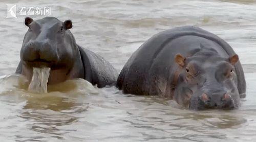 河马的视频,水中霸主的水上生活