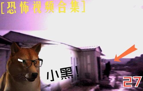 恐怖视频大全,恐怖视频大全深度解析