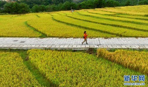 稻田视频,揭秘农业科技新篇章