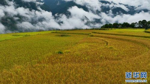 稻田视频,揭秘农业科技新篇章