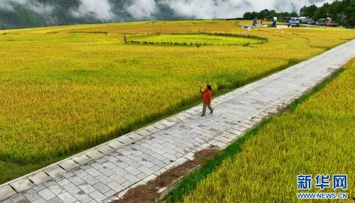 稻田视频,揭秘农业科技新篇章