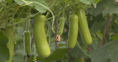 云南葫芦瓜价格今日价,市场行情实时解析