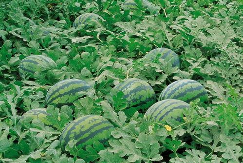 隆安瓜地今日价格,行情波动，新鲜资讯速递”