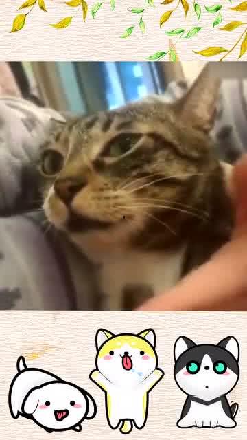 小动物视频搞笑,动物界的喜剧之王