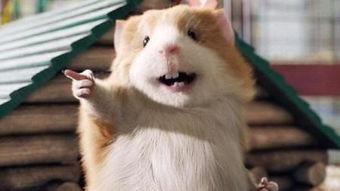 小动物视频搞笑,动物界的喜剧之王