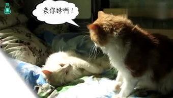 小动物视频搞笑,动物界的喜剧之王