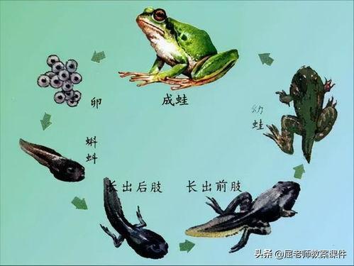 蝌蚪网在线播放视频,探索未知世界的奇妙之旅