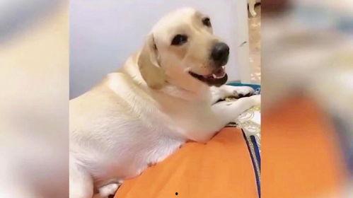 搞笑小狗视频,小狗视频笑料十足，萌态可掬引网友爆笑