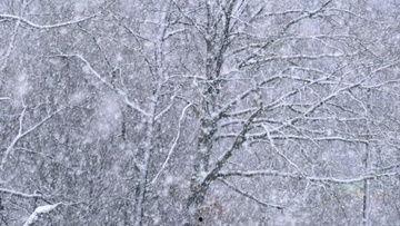 大雪视频,一场视觉盛宴的冰雪奇缘