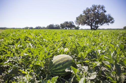 热点事件 今日吃瓜金乡花,今日吃瓜，揭秘网络热点背后的真相