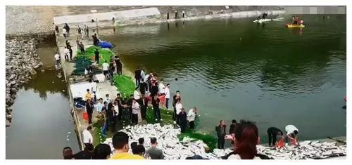 水库捕鱼视频,渔网翻涌，鱼儿跃动