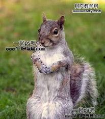 松鼠教学视频,轻松掌握松鼠技能的秘诀解析
