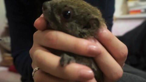 松鼠教学视频,轻松掌握松鼠技能的秘诀解析