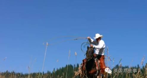斑马配种视频,浪漫配对，见证生命奇迹