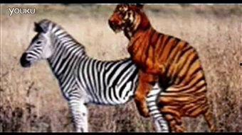 斑马配种视频,浪漫配对，见证生命奇迹
