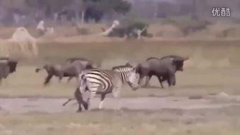 斑马配种视频,浪漫配对，见证生命奇迹