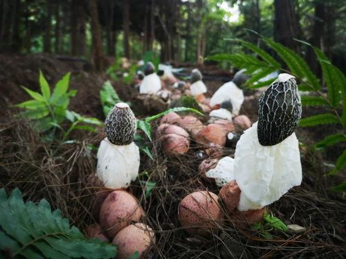 竹荪视频,视频揭秘珍稀菌菇的神秘魅力