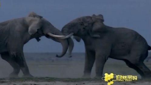 动物世界的视频,揭秘自然界的精彩瞬间