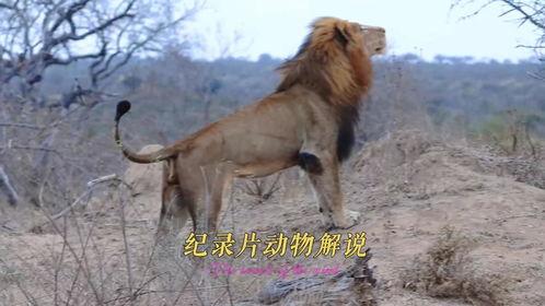 动物世界的视频,揭秘自然界的精彩瞬间