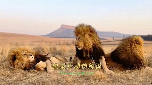 动物世界的视频,揭秘自然界的精彩瞬间