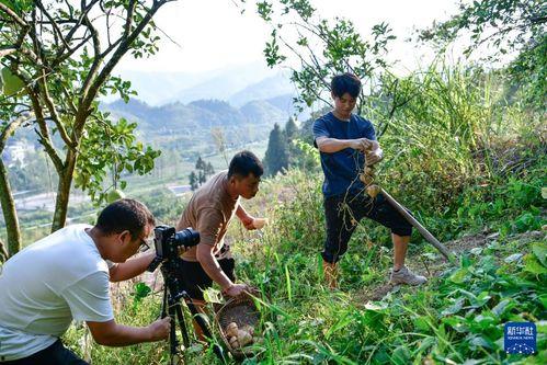农村短视频,短视频里的农村生活画卷