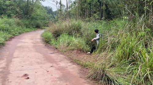 农村短视频,短视频里的农村生活画卷