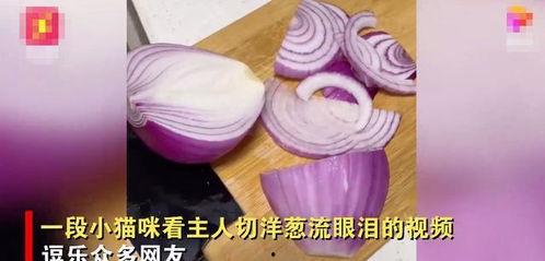 切洋葱视频,揭秘切洋葱背后的科学奥秘