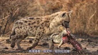 视频动物,视频中的动物世界奇观