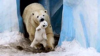 视频动物,视频中的动物世界奇观