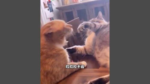 搞笑的小视频,笑料横生！搞笑小视频带你领略欢乐瞬间