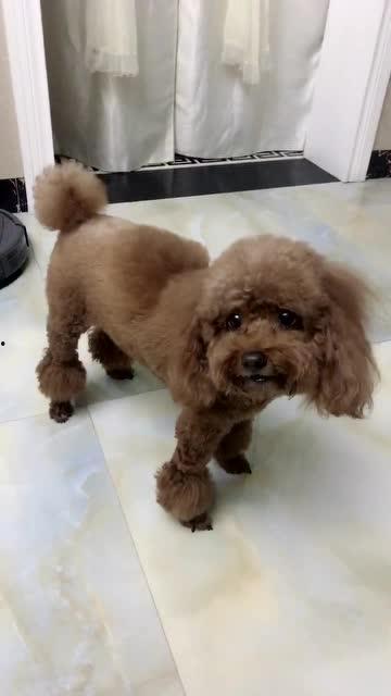 狗狗说话视频,揭秘萌宠语音背后的秘密