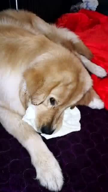 狗狗说话视频,揭秘萌宠语音背后的秘密