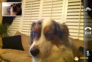 狗狗说话视频,揭秘萌宠语音背后的秘密